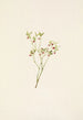 the Forest Cranberry Flower (Vaccinium scoparium) - Mary Vaux Walcott — artwork view