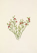 Berry of the Forest Vaccinium scoparium - Mary Vaux Walcott — artwork view