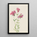 Phlox velu Phlox amoena - Mary Vaux Walcott — cuadro enmarcado en la pared