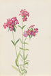 Phlox velu Phlox amoena - Mary Vaux Walcott — vista de la obra