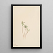 Messenger of Spring Erigenia bulbosa - Mary Vaux Walcott — framed artwork on a wall