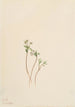 Messenger of Spring Erigenia bulbosa - Mary Vaux Walcott — artwork view