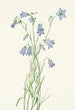 Campanula à feuilles rondes Campanula rotundifolia - Mary Vaux Walcott — artwork view