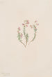 Bruyère Phyllodoce intermedia - Mary Vaux Walcott — artwork view