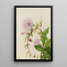 Honeysuckle of the hedgerows Calystegia Convolvulus sepium - Mary Vaux Walcott — framed artwork on a wall