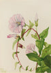 Honeysuckle of the hedgerows Calystegia Convolvulus sepium - Mary Vaux Walcott — artwork view