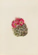 Cactus Hedgehog Coryphantha arizonica - Mary Vaux Walcott — artwork view