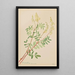 Hedysarum Hedysarum sulphurescens - Mary Vaux Walcott — cuadro enmarcado en la pared