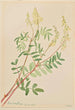 Hedysarum Hedysarum sulphurescens - Mary Vaux Walcott — vista de la obra