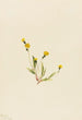 Hieracium gracile - Mary Vaux Walcott — vista de la obra