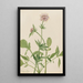 Heliotropo Valeriana Valeriana sitchensis - Mary Vaux Walcott — cuadro enmarcado en la pared