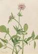 Heliotropo Valeriana Valeriana sitchensis - Mary Vaux Walcott — vista de la obra