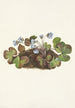 Hepatic Painting Hepatica americana - Mary Vaux Walcott — artwork view