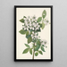 Ronce des haies Rubus argutus - Mary Vaux Walcott — framed artwork on a wall