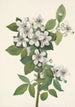 Ronce des haies Rubus argutus - Mary Vaux Walcott — artwork view
