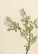 Myrtille en corymbe Vaccinium corymbosum - Mary Vaux Walcott — vista de la obra