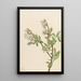 Myrtille en corymbe Vaccinium corymbosum - Mary Vaux Walcott — cuadro enmarcado en la pared