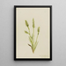 Spiranthes à capuchon Ibidium strictum - Mary Vaux Walcott — framed artwork on a wall