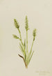 Spiranthes à capuchon Ibidium strictum - Mary Vaux Walcott — artwork view
