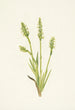 Spiranthes à capuchon Ibidium strictum - Mary Vaux Walcott — artwork view