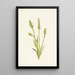 Spiranthes à capuchon Ibidium strictum - Mary Vaux Walcott — framed artwork on a wall