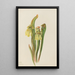 Sarracénie con capucha Sarracenia minor - Mary Vaux Walcott — cuadro enmarcado en la pared