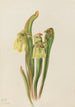 Sarracénie con capucha Sarracenia minor - Mary Vaux Walcott — vista de la obra