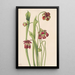 Sarracénie hybride - Mary Vaux Walcott — framed artwork on a wall