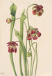 Sarracénie hybride - Mary Vaux Walcott — artwork view