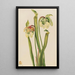 Sarracénie híbrido Sarracenia minor - Mary Vaux Walcott — cuadro enmarcado en la pared