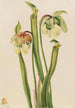 Sarracénie híbrido Sarracenia minor - Mary Vaux Walcott — vista de la obra
