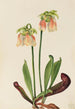 Sarracénie híbrido Sarracenia minor x psittacina - Mary Vaux Walcott — vista de la obra