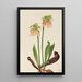 Sarracénie híbrido Sarracenia minor x psittacina - Mary Vaux Walcott — cuadro enmarcado en la pared
