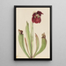 Sarracénie hybride Sarracenia rubra x purpurea venosa - Mary Vaux Walcott — framed artwork on a wall