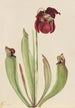 Sarracénie hybride Sarracenia rubra x purpurea venosa - Mary Vaux Walcott — artwork view