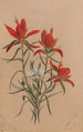 Castilléjie Castilleja rhexifolia - Mary Vaux Walcott — artwork view