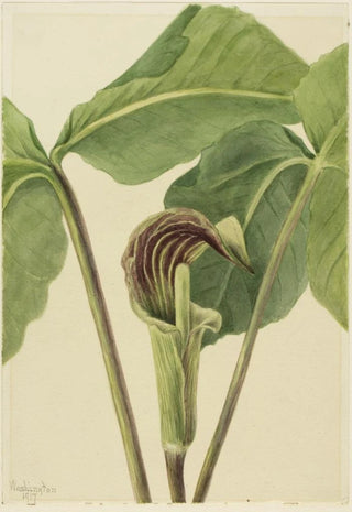 Mary Vaux Walcott - Jackinthepulpit Arisaema triphyllum.webp