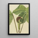 Arisème triphylle Arisaema triphyllum - Mary Vaux Walcott — cuadro enmarcado en la pared