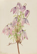 Clematis pseudoalpina - Mary Vaux Walcott — artwork view