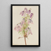 Clematis pseudoalpina - Mary Vaux Walcott — framed artwork on a wall