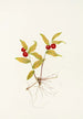 Fruit of Kruhsea Kruhsea streptopoides - Mary Vaux Walcott — artwork view