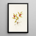 Fruit of Kruhsea Kruhsea streptopoides - Mary Vaux Walcott — framed artwork on a wall