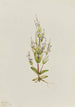 Gentiane acaule Gentiana acuta - Mary Vaux Walcott — artwork view