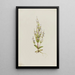 Gentiane acaule Gentiana acuta - Mary Vaux Walcott — framed artwork on a wall