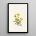 Arnica of Lake Louise Arnica louiseana - Mary Vaux Walcott — framed artwork on a wall