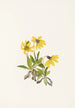 Arnica of Lake Louise Arnica louiseana - Mary Vaux Walcott — artwork view