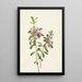 Kalmia à feuilles étroites Kalmia angustifolia - Mary Vaux Walcott — framed artwork on a wall