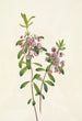 Kalmia à feuilles étroites Kalmia angustifolia - Mary Vaux Walcott — artwork view