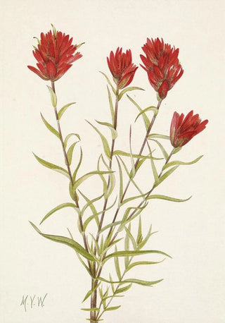Mary Vaux Walcott - Lanceleaf Paintbrush Castilleja lancifolia.webp