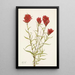 Castilléjie à feuilles lancéolées Castilleja lancifolia - Mary Vaux Walcott — framed artwork on a wall
